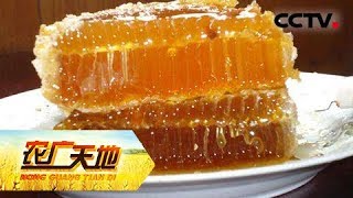 《农广天地》 20180416 藏在洞中的雪蜜 | CCTV农业