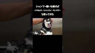 シャンプー嫌いな柴犬がトウキョウ・シャンディ・ランデヴを歌ってみた #柴犬