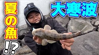 新しく買ったパックロッドで釣りをしてたら夏の魚が...