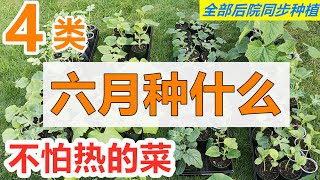 六月种什么菜？夏天喜热蔬菜排队种起来！后院同步种植分享