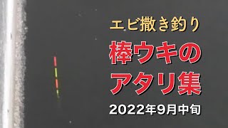 エビ撒き釣りで棒ウキのアタリ　2022年9月中旬