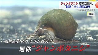 コメを植えた直後から…　例年の3倍！ジャンボタニシ注意報発表 農家の現場は？【佐賀県】 (24/07/04 18:20)