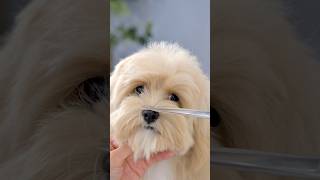 マルプーの人気スタイル / Popular Haircut Styles for a Maltese-Poodle Mix (Maltipoo) #shots