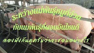 หมูแม่พันธุ์ต้องอ้วนหรือผอมถึงจะดี#แม่พันธ์หมู #ขุนหมูขาย#คนเลี้ยงหมู