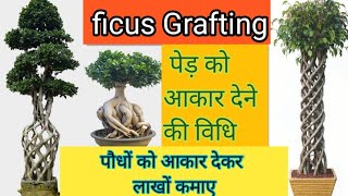 पौधों को आकार कैसे दिया जाता है | ficus grafting | grafting  plant | rose grafting