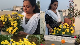 నా మిద్దె తోట చూపిస్తాను రండి #gardening