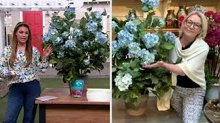 Barbara King 1-Piece Hydrangea Penny Mac Live Plants on QVC