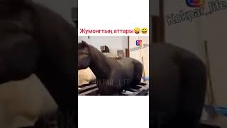 Аттар қалай екен😄😄