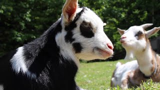 もうすぐ別れの時　こはる親子 2022年6月12日 Goat Farm