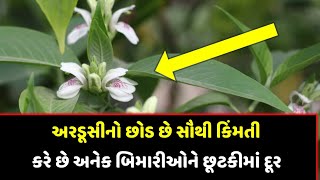 અરડૂસીનો છોડ છે આયુર્વેદમાં સૌથી કિંમતી / કરે છે અનેક બીમારીનો ઈલાજ / આયુર્વેદિક ઉપચાર