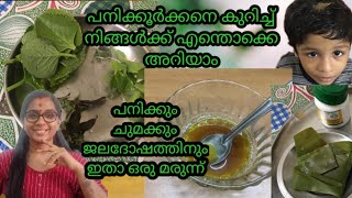 പനിക്കൂർക്കനെ കുറിച്ച് നിങ്ങൾക്ക് എന്തൊക്കെ അറിയാം panikoorka /പനിക്കൂർക്ക / ഔഷധ ഗുണങ്ങൾ #panikoorka