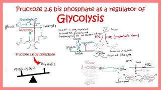 Fructose 2 6 bis phosphate (F26BP) and regulation of glycolysis pathway