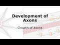 Axon Development: Growth of Axons