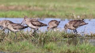 Hudsonian Godwits