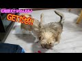 子犬２匹がボール遊びをするとこうなりました！笑　果たしてどっちが… two puppies playing ball.