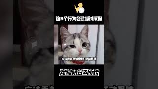 这几个行为会让猫猫讨厌你 #funnycats