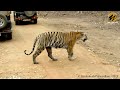 close encounter with tadoba queen maya and her cubs..