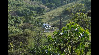 Koye | Journal | Discover the beauty of Specialty Coffee | XLIII Coffee