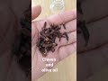 Cloves and Olive Oil for Hair Growth