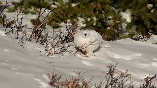 The Gradual Disappearance Of Some Alpine Animals: Effects OF Climate Change #ad