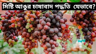 দেশের মাটিতে মিষ্টি আঙুর চাষ বাণিজ্যিকভাবে/আঙুর চাষ পদ্ধতি /কেন বাংলাদেশে আঙুর মিষ্টি হয় না।