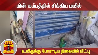 மின் கம்பத்தில் சிக்கிய மயில் - உயிருக்கு போராடிய நிலையில் மீட்பு | Madurai