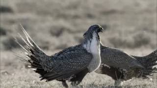 National Geographic Documentary The Greater Sage Grouse Nat Geo Wild