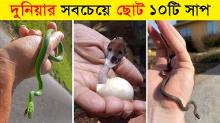 সবচেয়ে ছোট ও বিরল প্রজাতির এই ১০টি সাপ দেখলে অবাক হবেন আপনিও - Top 10 Smallest Snake in The World