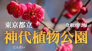 【季節の花】2月 東京都立「神代植物公園」に春を探しに🌸