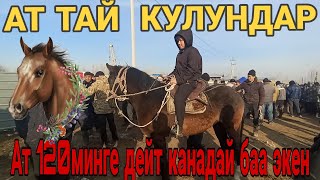 ЖЫЛКЫ КАНДАЙ БАЛАРГА ЧЫКТЫ? #кыргызстан