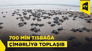 700 min tısbağa çimərliyə toplaşıb