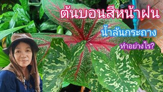 ต้นบอนสีหน้าฝน น้ำล้นกระถาง ทำอย่างไร?