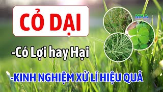 CỎ DẠI - CÓ LỢI HAY HẠI ĐỐI VỚI CÂY TRỒNG? KINH NGHIỆM XỬ LÍ HIỆU QUA CHO TỪNG LOẠI CỎ DẠI