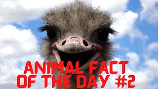 Animal Fact 2 Ostriches