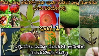 All plant diseases in 1 video | ಬದಲಾಗುತ್ತಿರುವ ಹವಾಮಾನ ಪರಿಸ್ಥಿತಿಯಲ್ಲಿ ಕಾಡುವ ರೋಗಗಳ ಬಗ್ಗೆ ಮಾಹಿತಿ |