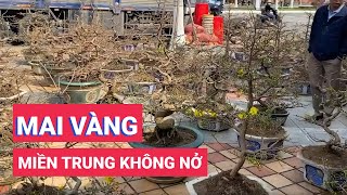 Mai vàng miền Trung không nở, nhiều vườn phải chở mai Thủ Đức về Đà Nẵng