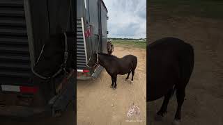 All alone waiting for a friend #horse #minihorse #miniature