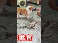 十歲的柯基 dog shots 柯基