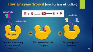 Enzymes (Biological Catalysts) เอนไซม์