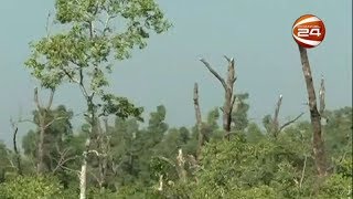 লবণাক্ততা বাড়ায় ১০ প্রজাতির গাছের চারা গজানোর হার কমেছে সুন্দরবনে