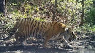 Wild Amur tiger Wandashan No. 1 reappears