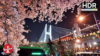 [4K HDR] 🌸Night Walk - Cherry blossoms around the Nanpu Bridge and West Bund Shanghai 上海西岸和南浦大桥周边的樱花