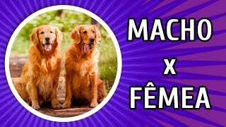 CACHORRO MACHO X FÊMEA: VANTAGENS E DESVANTAGENS