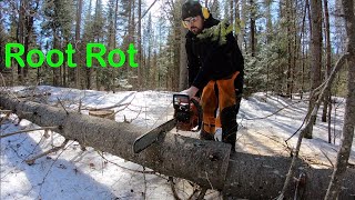What Does a Sharp Chainsaw Chain Look Like | Pulling Down a Tree with a Winch