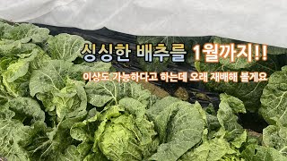 노지 속이 꽉찬 배추 보온으로 1월 그 이상 재배 길러 먹기