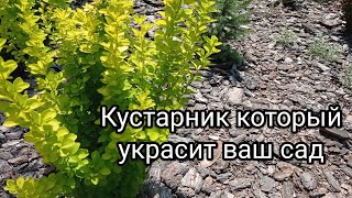 Черенкование барбариса🌱 Результат укоренения 👍