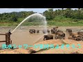 スリランカ 象さん達の水浴び