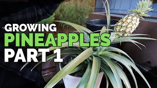 How to Grow Pineapple Part 1: Care and Propagation