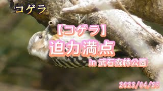 迫力満点!日本で1番小さなキツツキ【コゲラ】武石森林公園（長野県上田市）