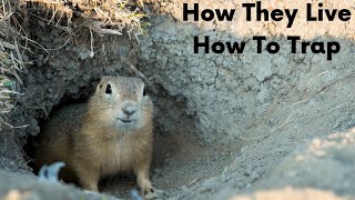 Gopher Profile! How They Live! How To Trap!